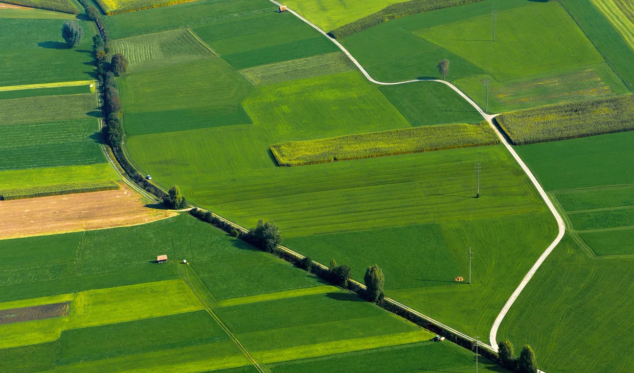 high-angle-view-green-plant.jpg